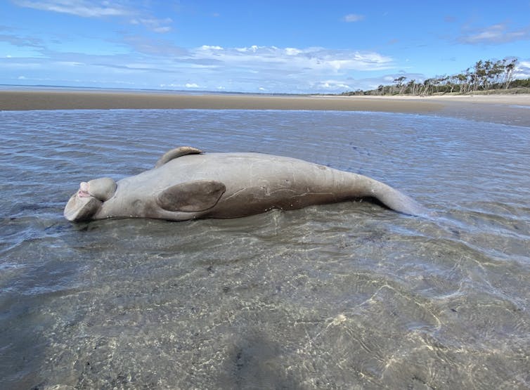 dead dugong