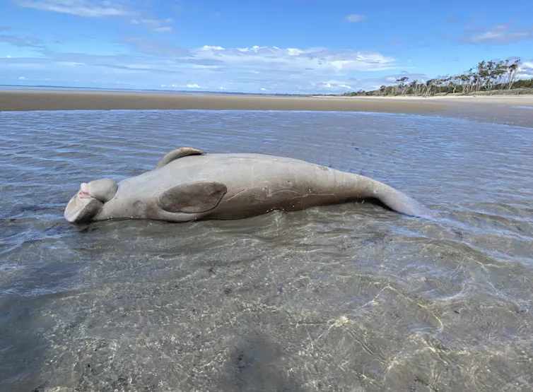 dead dugong