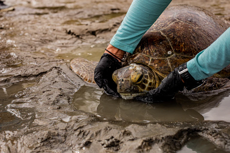 sick turtle