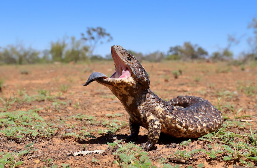 Lizard in your luggage? We're using artificial intelligence to detect  wildlife trafficking | UNSW Newsroom