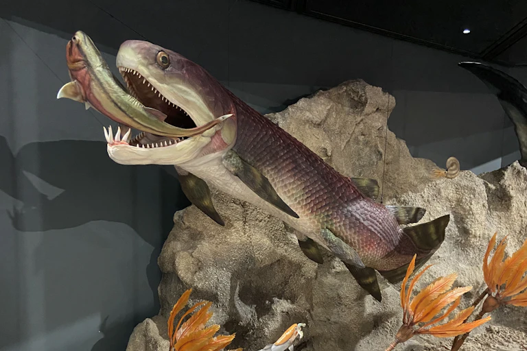 Le diorama d'un poisson Gogo.
