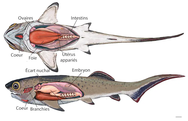 Organes fossilisés reconstruits chez un poisson placoderme, échelle de 1 cm