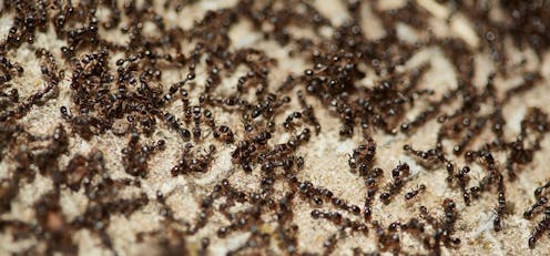 Earth harbours 20,000,000,000,000,000 ants – and they weigh more than wild birds and mammals combined