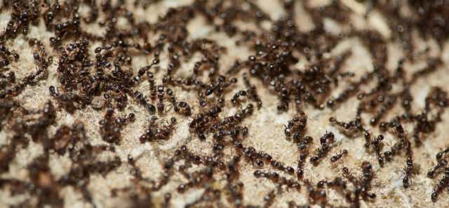 ants on sandy background