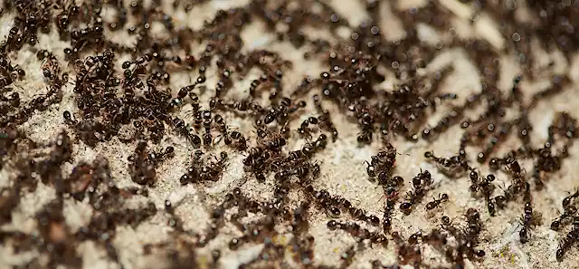 Ant Merselar Earth harbours 20,000,000,000,000,000 ants – and they weigh more than ...