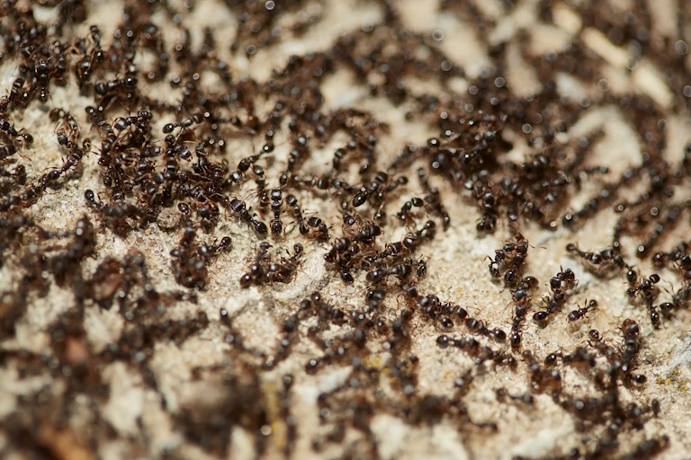 ants on sandy background