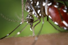 Close-up photo of a female tiger mosquito feeding