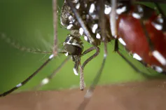 Photo en gros plan d’une femelle moustique tigre en train de se nourrir