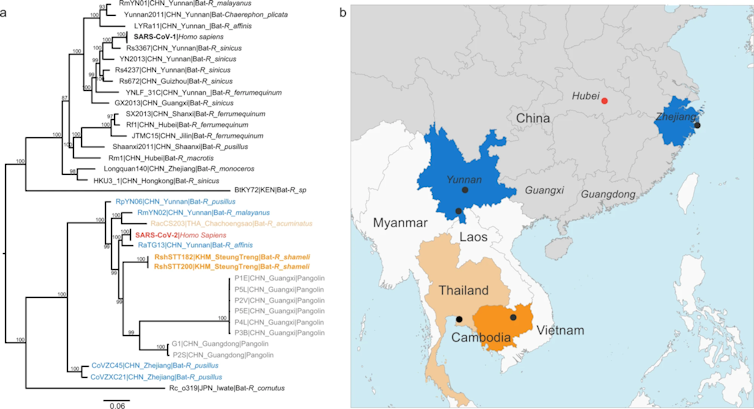 Arbre phylogénétique des virus les plus proches du SARS-CoV-2 et carte géographique de la zone d’Asie concernée (Chine, Laos, Cambodge, etc