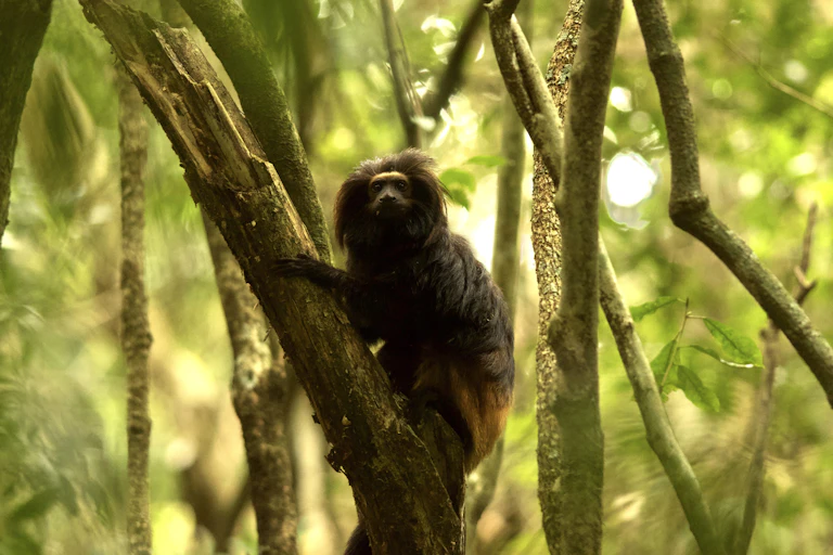 A golden-rumped lion tamarin