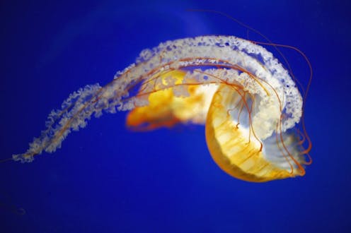 Jellyfish Are The Most Energy Efficient Swimmers New Metric