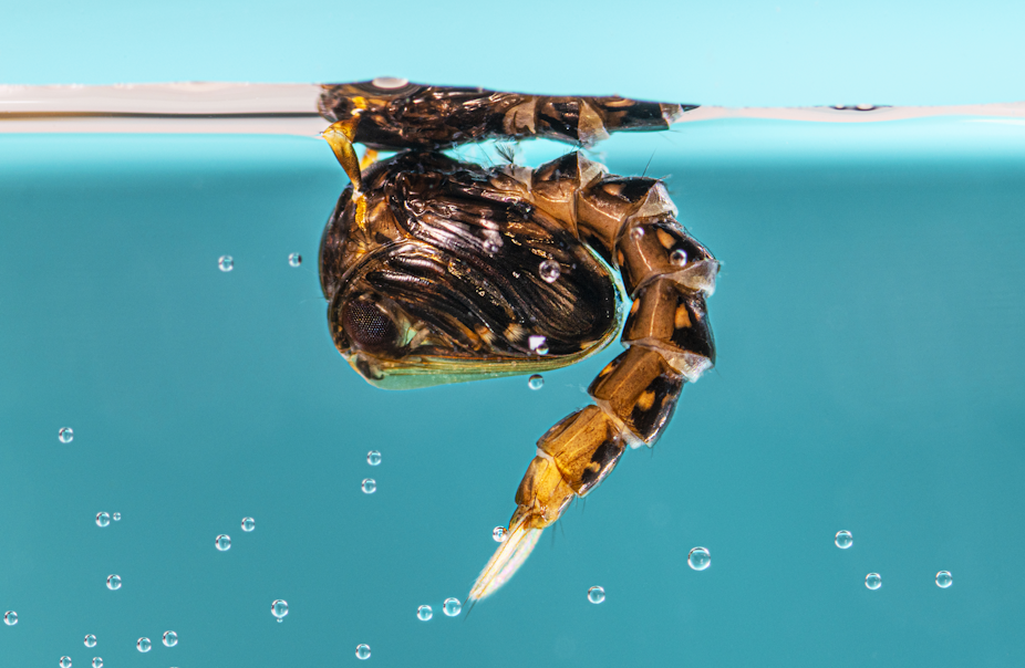 Macrophotographie d’une pupe de moustique tigre sous la surface de l’eau.