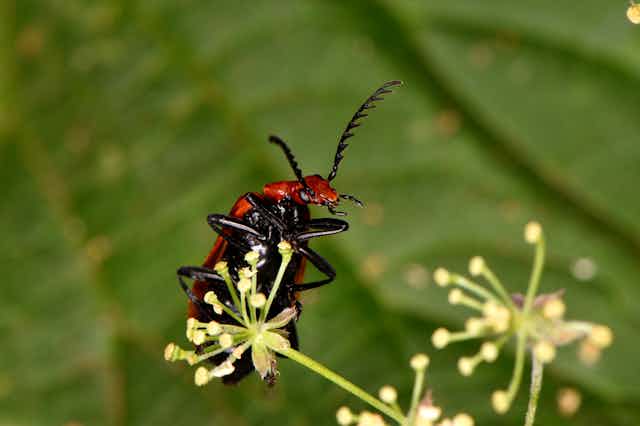 A close-up of a red insect clinging on to the flower of a plant.