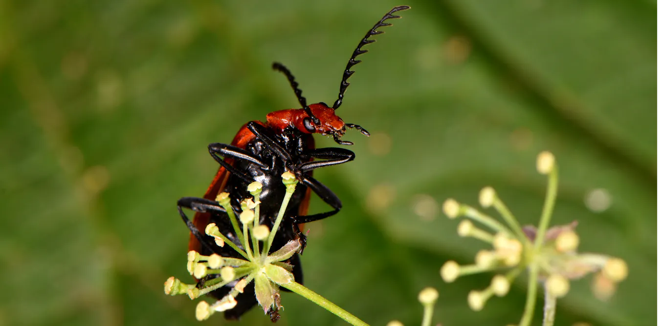 6000 Insects Insects will struggle to keep pace with global temperature rise – which ...