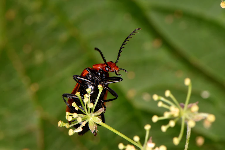 A close-up of a red insect clinging on to the flower of a plant.