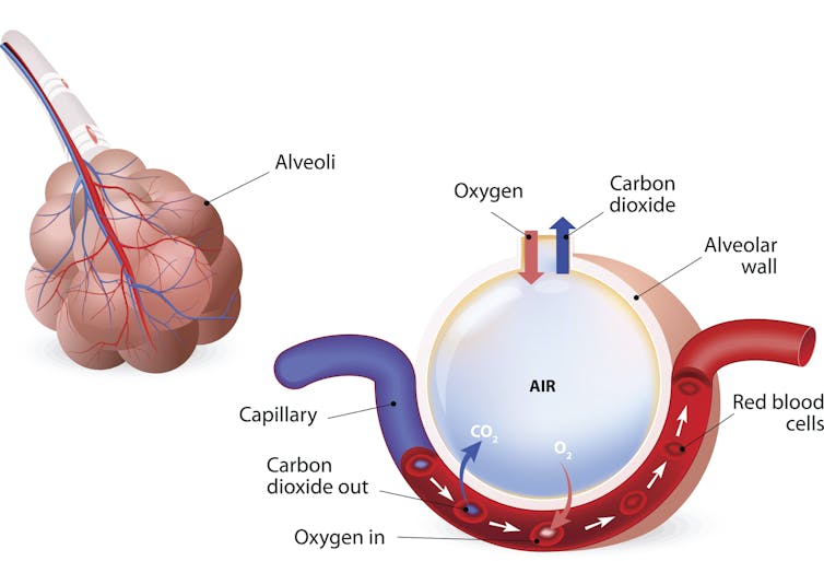 Diagram of alveolus and gas exchange, where oxygen diffuses into the bloodstream and carbon dioxide diffuses out