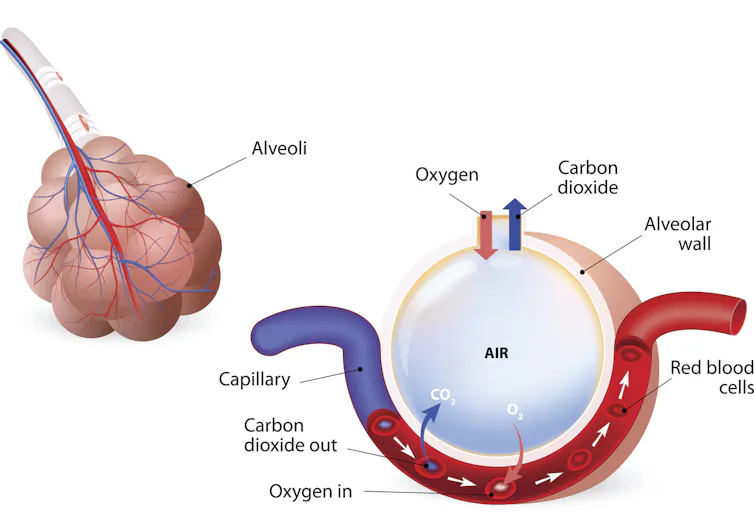 Diagram of alveolus and gas exchange, where oxygen diffuses into the bloodstream and carbon dioxide diffuses out