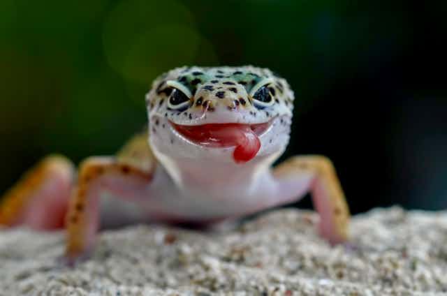 young lizard with tongue out