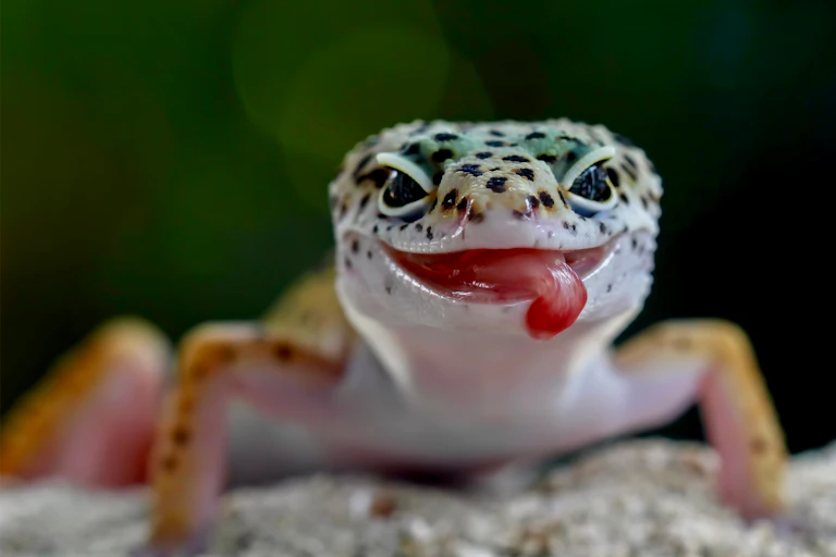 young lizard with tongue out