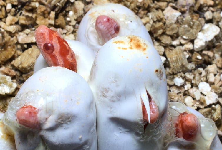 snakes hatching from eggs