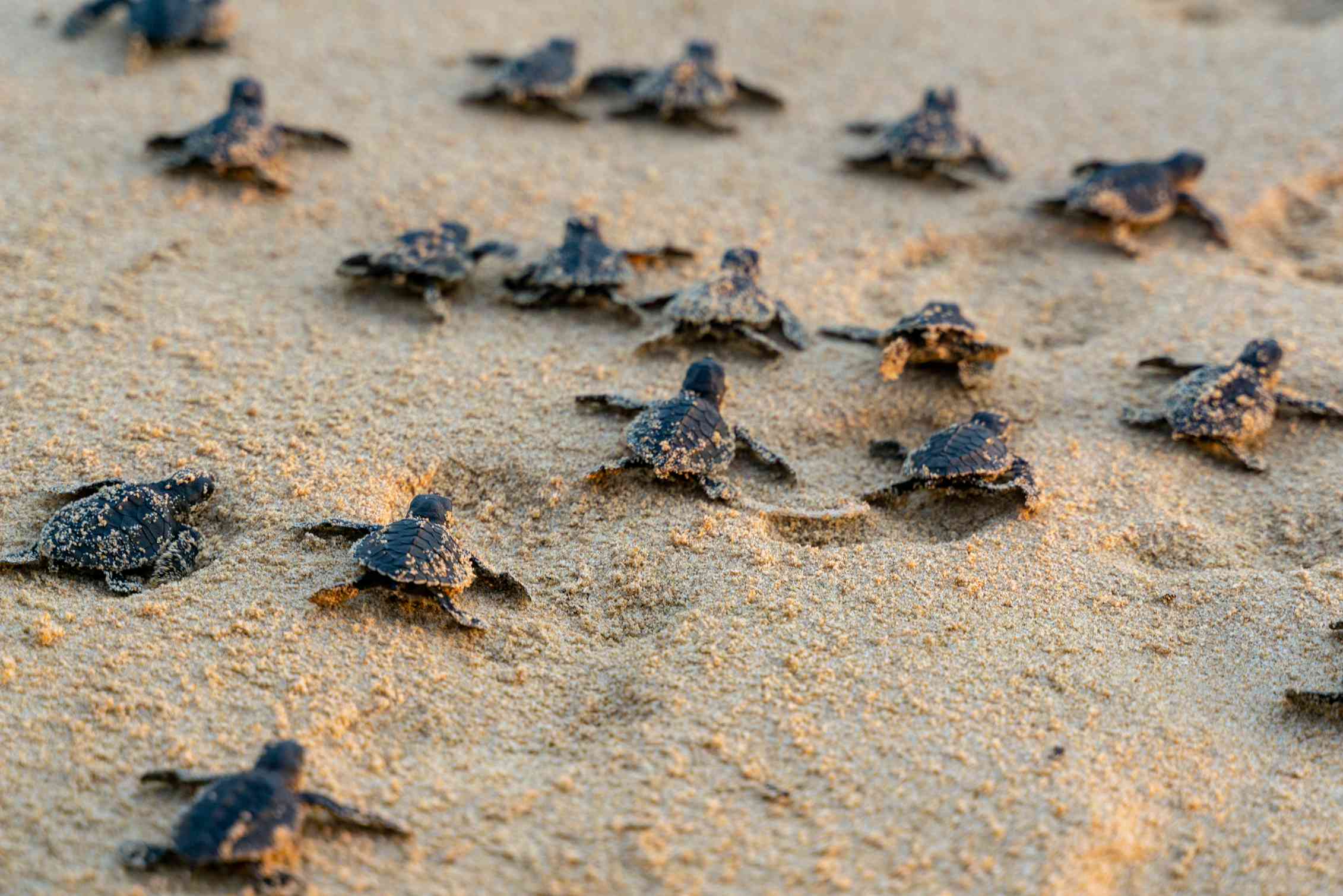 Young cold-blooded animals are suffering the most as Earth heats up