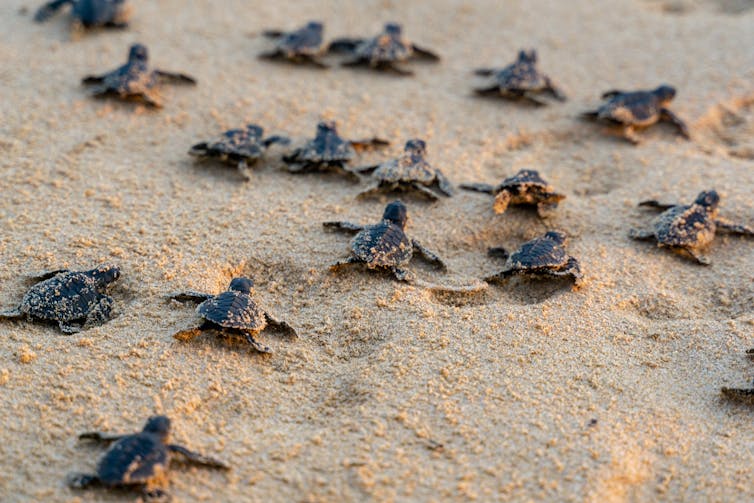 baby turtles moving across sand
