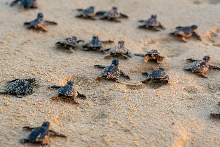 baby turtles moving across sand