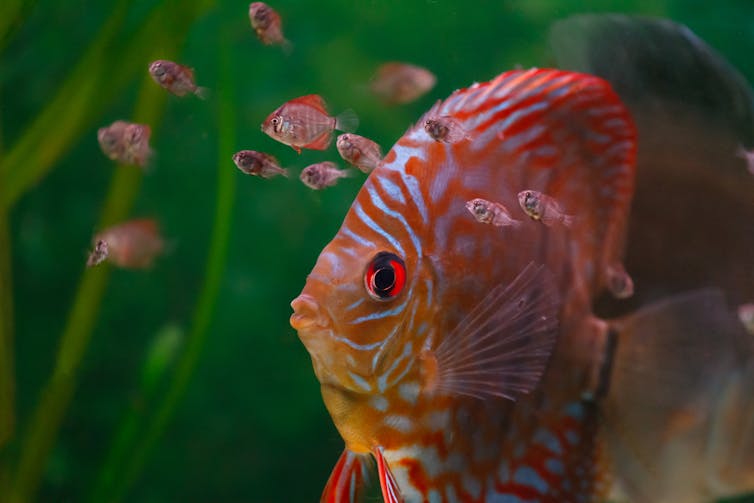 Large striped fish swimming with smaller fish
