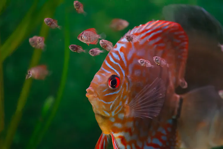 Large striped fish swimming with smaller fish