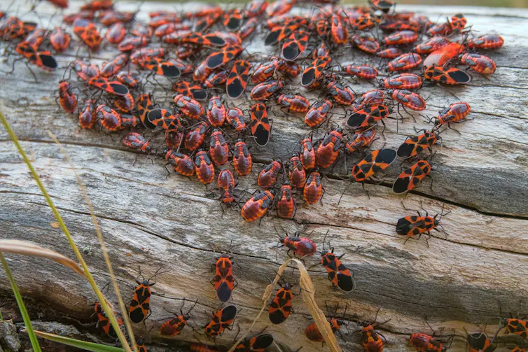 large and small beetles move across a log