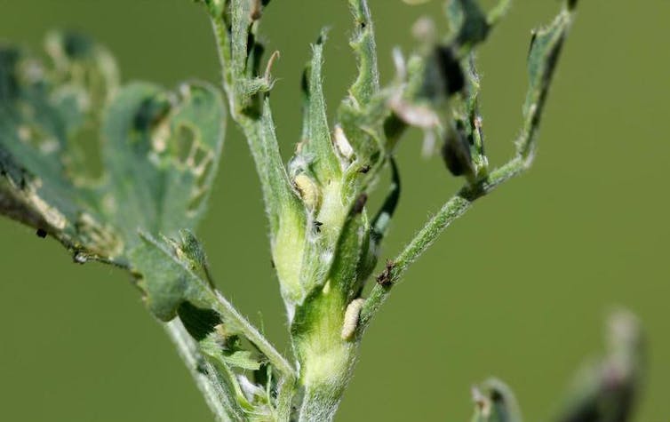 Planta con las hojas consumidas por un insecto.