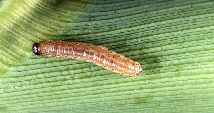 Oruga sobre hoja de maíz.