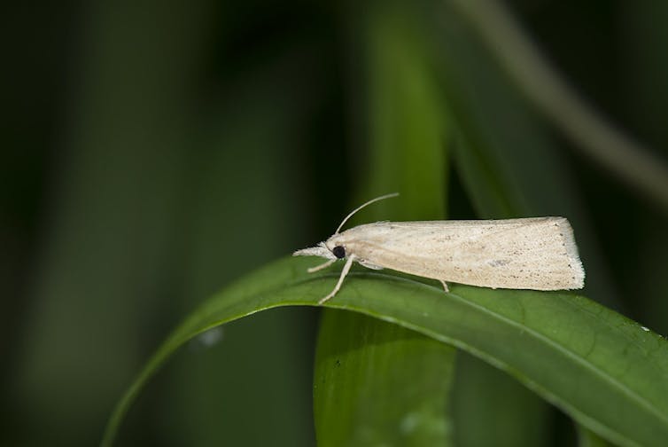 Polilla blanca sobre hoja.