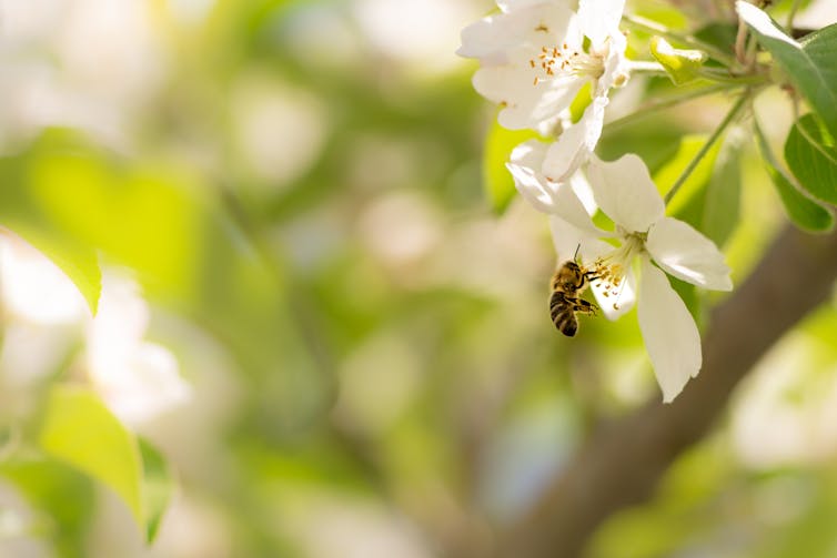 Bee collects pollen from a white flower.