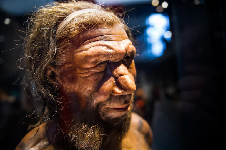 Wax model of male Neanderthal head with long hair, headband and beard