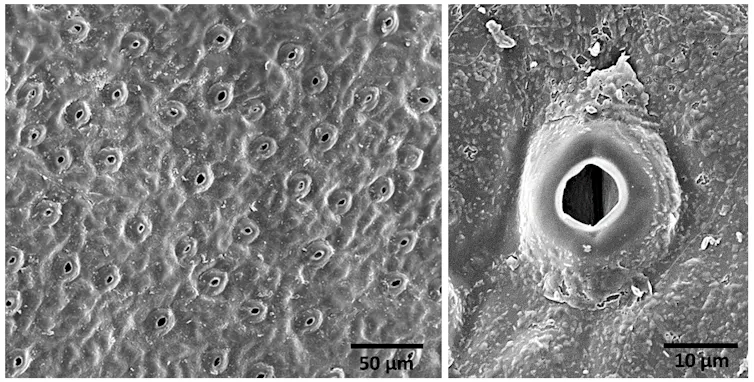 Gros plan sur un stomate, sorte de microscopique orifice à la surface des feuilles