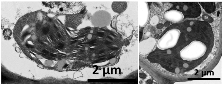 Différences entre un chloroplaste de variété diploïde (très abimé) et triploïde (intact)
