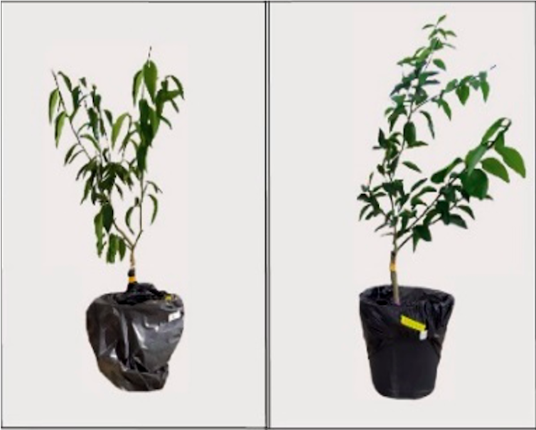 Les plants triploïdes, qui réussissent à maintenir une bonne teneur interne en eau, sortent d’une période de sécheresse sans feuilles flétries