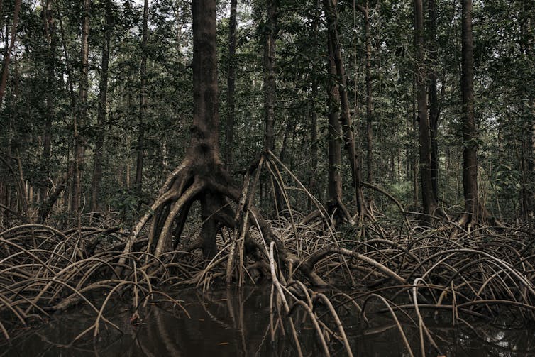 Mangrove forest, with long spindly roots showing.