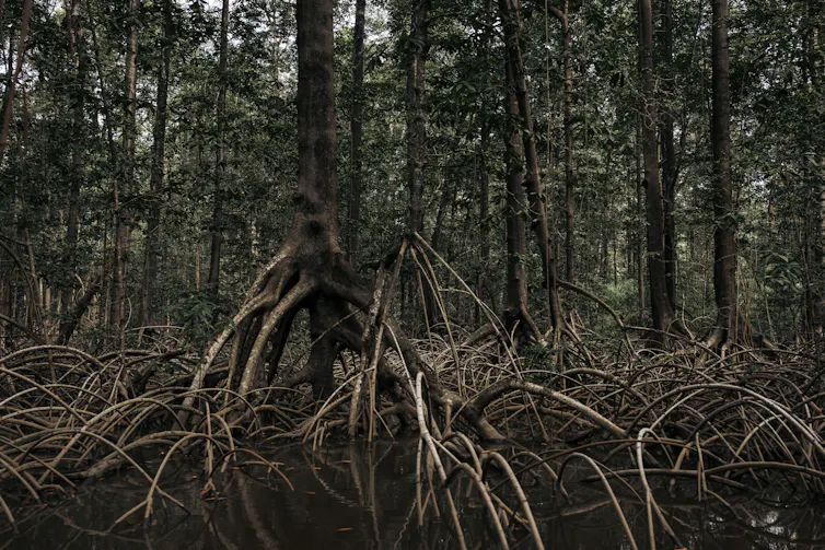 Mangrove forest, with long spindly roots showing.