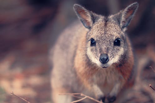 Why do humans grow two sets of teeth? These marsupials are rewriting the story of dental evolution