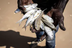 Man holding some dead fish on a beach