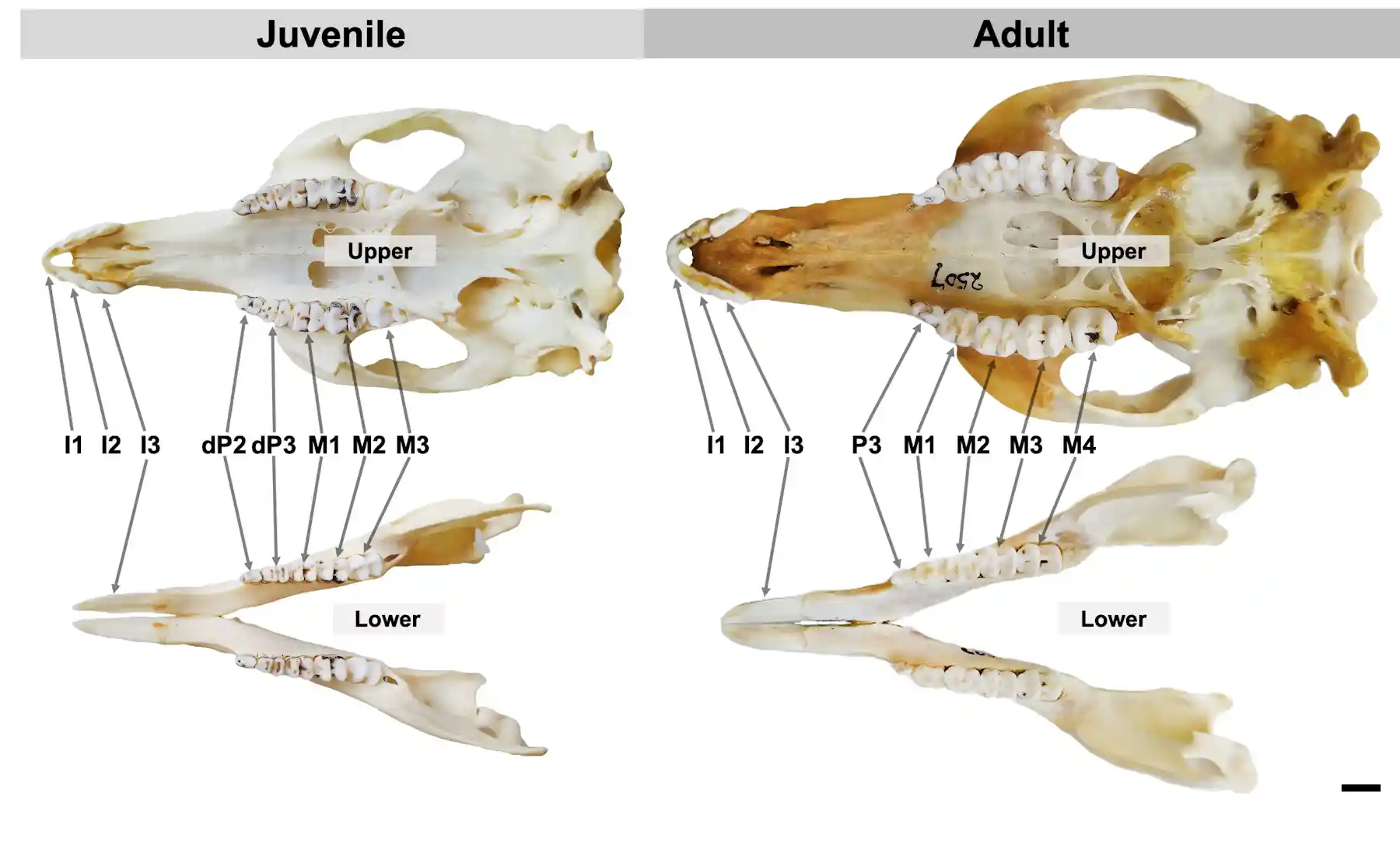 Wallaby Evolution These marsupials are rewriting the story of dental evolution – Monash Lens