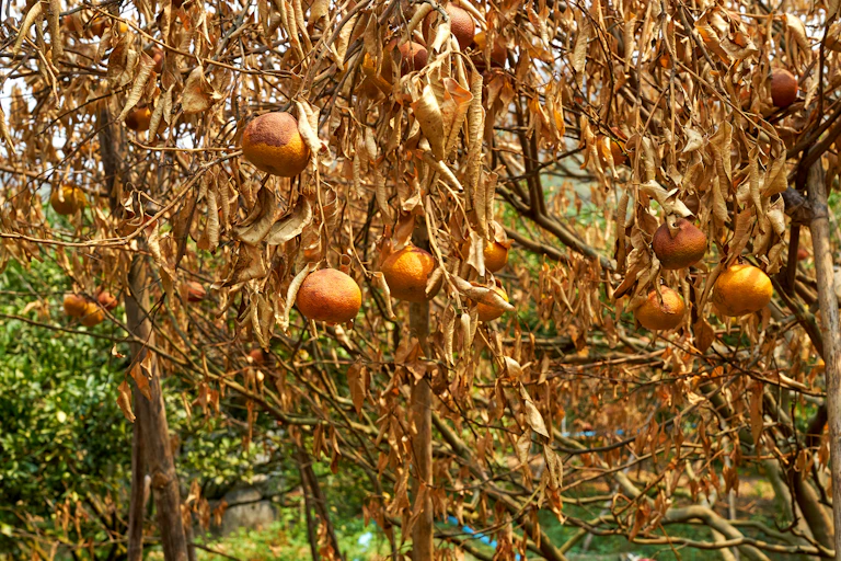 Des orangers desséchés, feuilles roussies