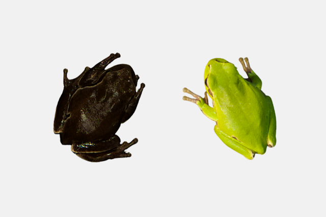 A black and a green frog.