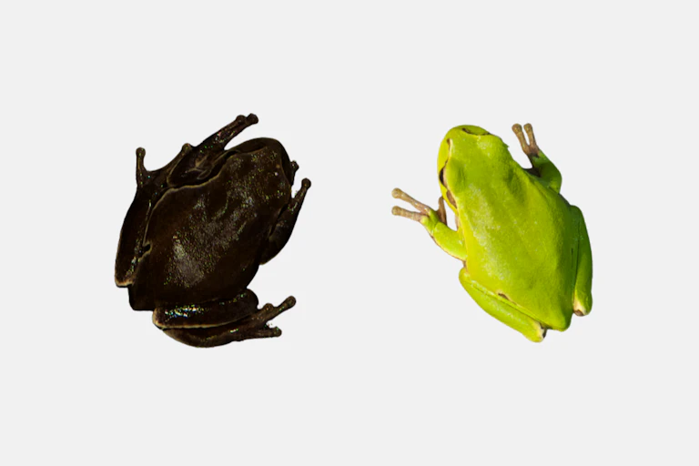 A black and a green frog.