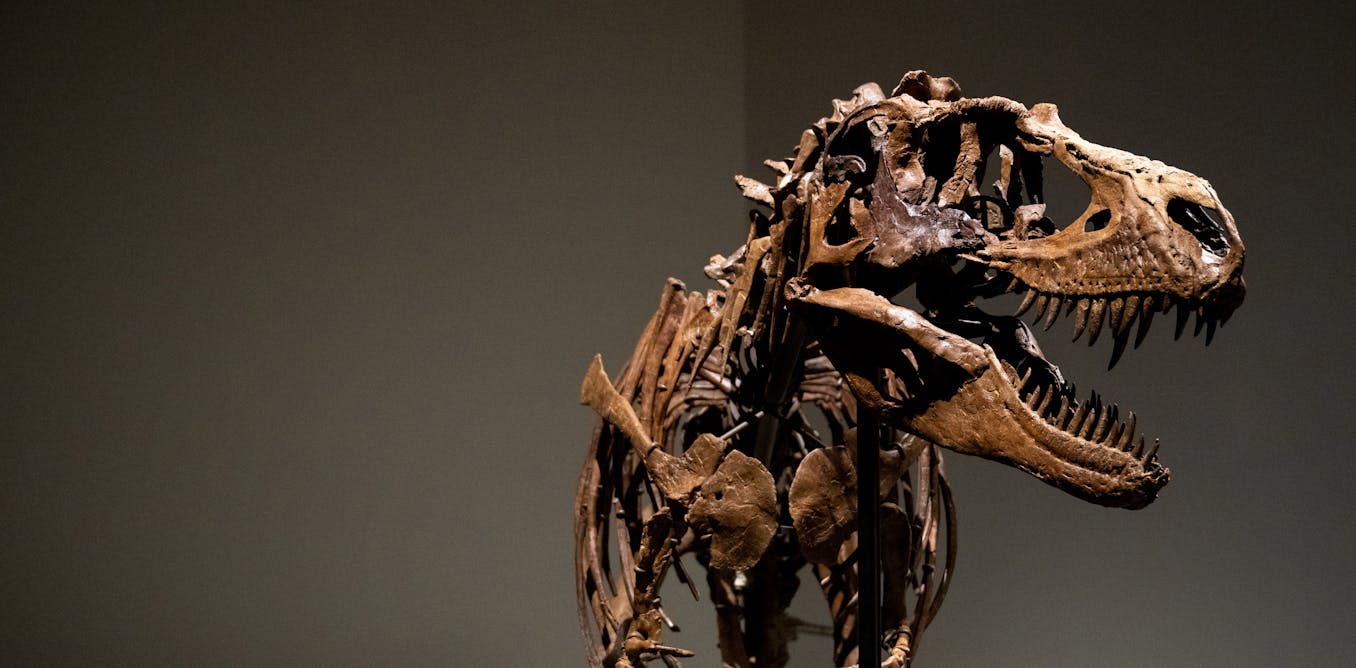 Untergraben Dinosaurier-Auktionen im Wert von mehreren Millionen Dollar das Vertrauen in die Wissenschaft? Untergraben Dinosaurier-Auktionen im Wert von mehreren Millionen Dollar das Vertrauen in die Wissenschaft?