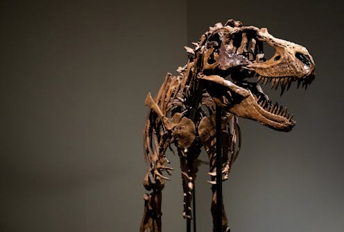 Do multimillion-dollar dinosaur auctions erode trust in science?