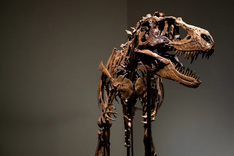 Skeleton of dinosaur.