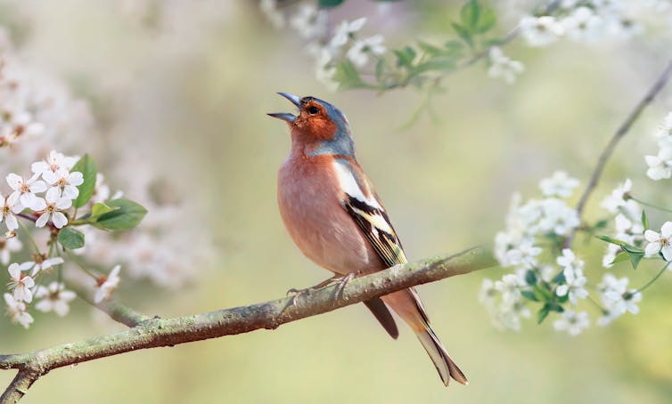 A finch with a pink chest singing on a branch surrounded by white blossoms.